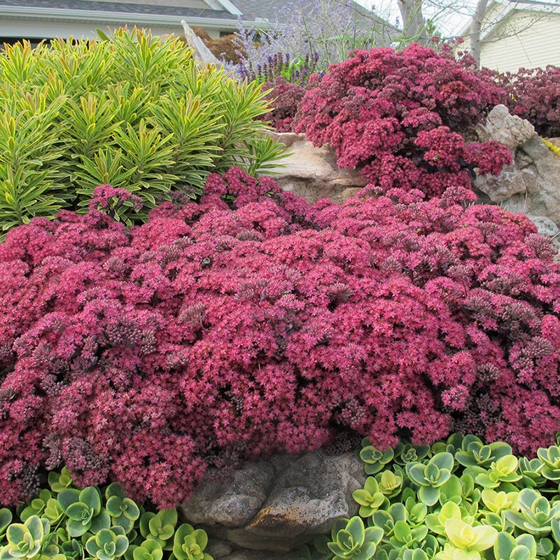  SunSparkler® Sedum Collection