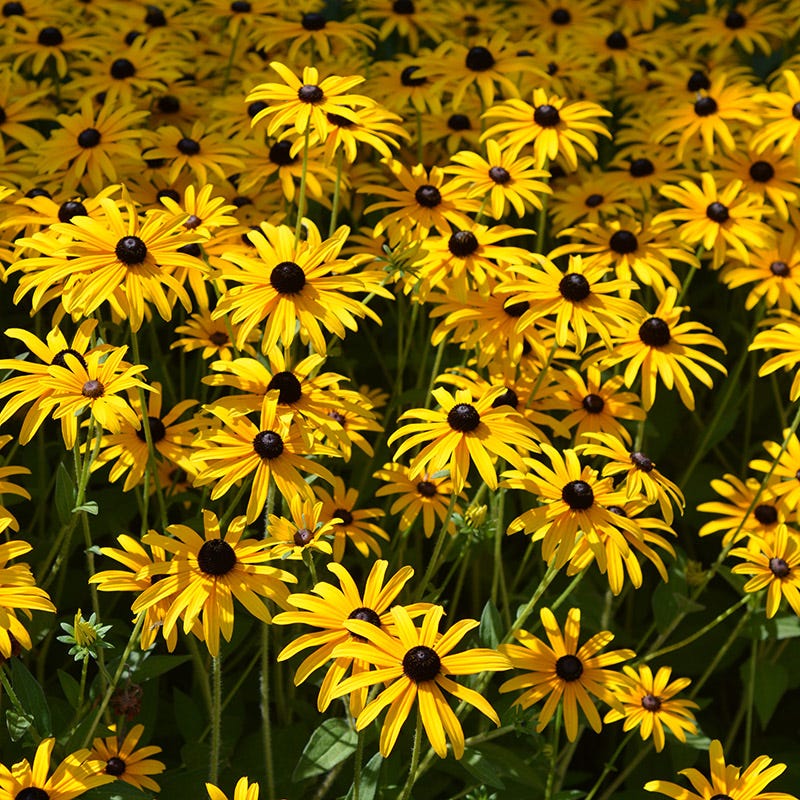  Deam's Black Eyed Susan