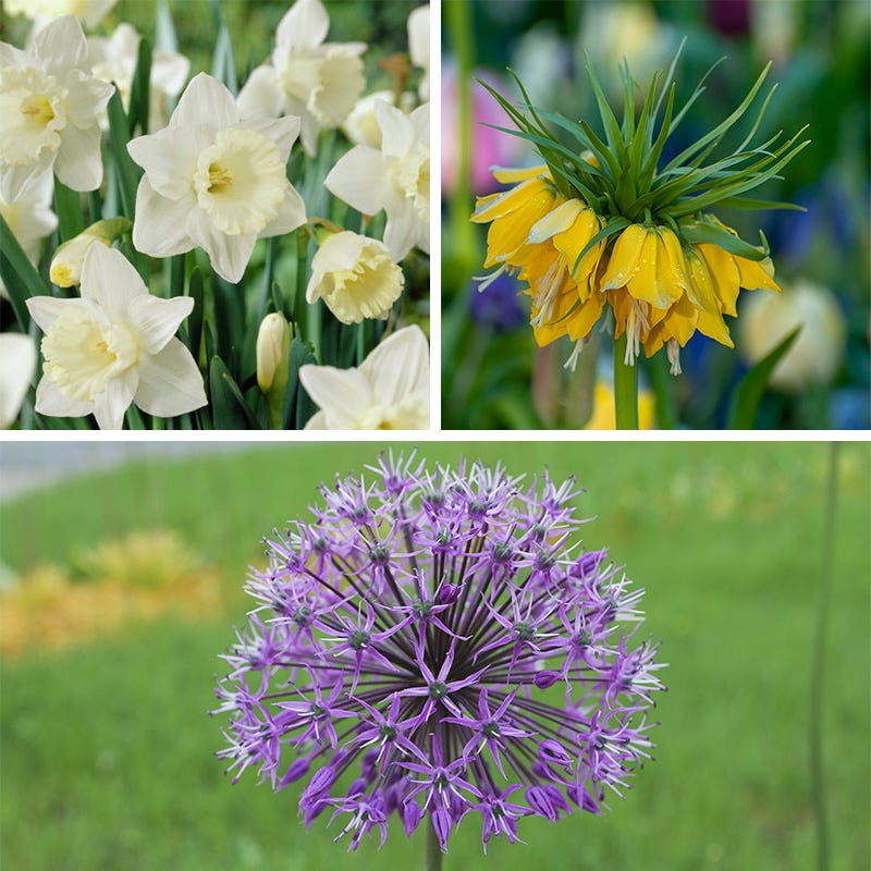  Deer & Rodent Resistant Bulb Collection