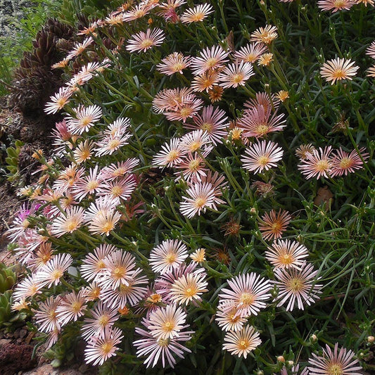  Succulent Groundcover Collection