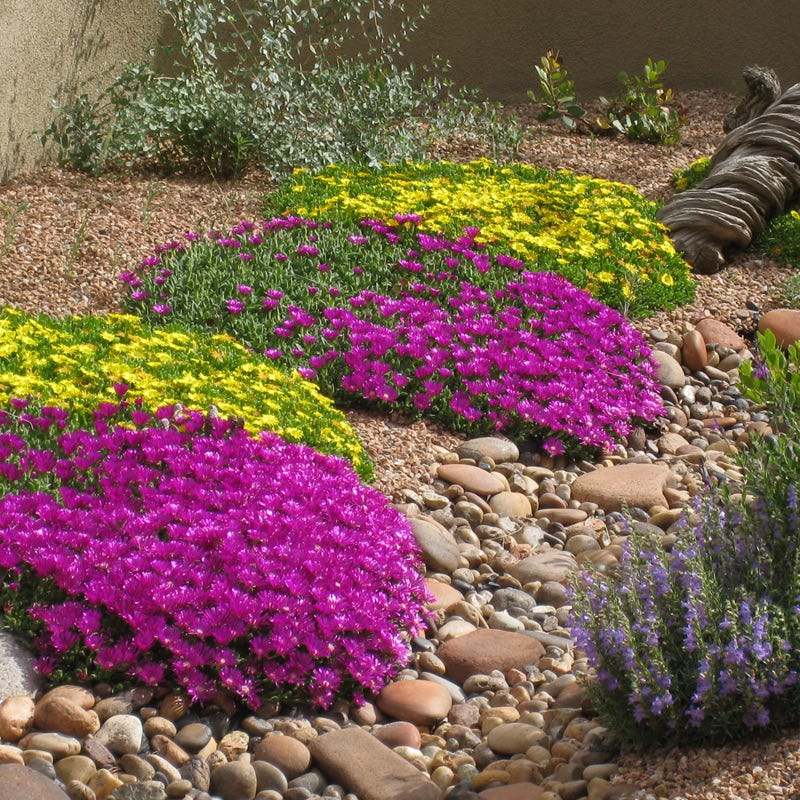  Blut Ice Plant