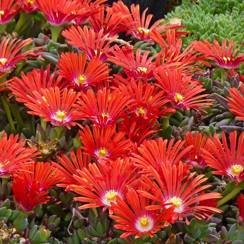  Drought Resistant Groundcover Collection