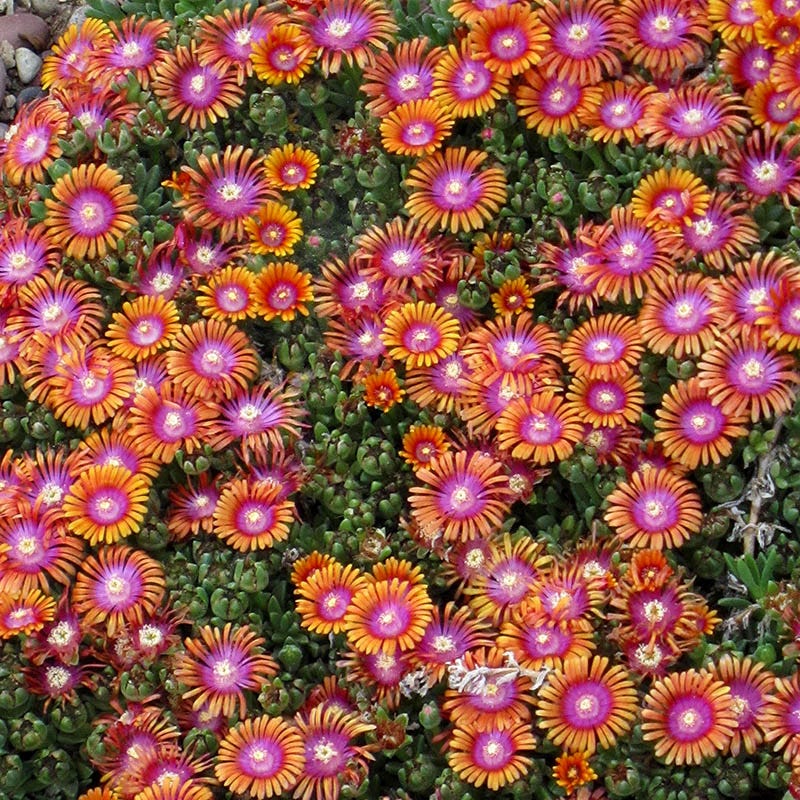  Plant Select® Waterwise Perennial Collection