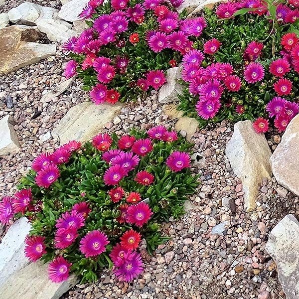  Granita® Raspberry Ice Plant