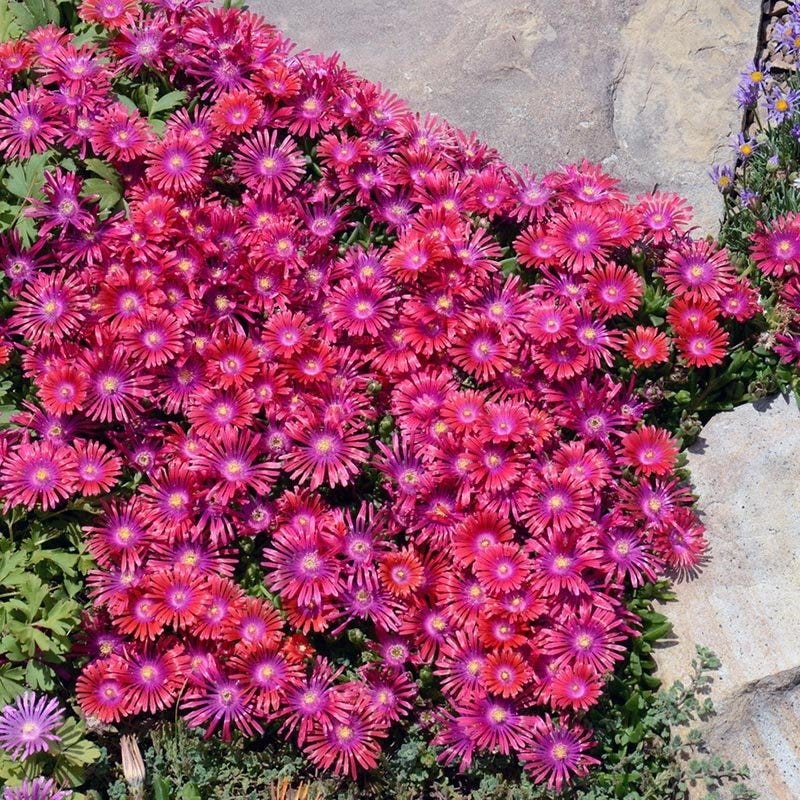  Granita® Raspberry Ice Plant