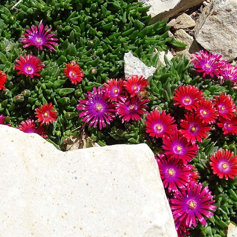  Granita® Raspberry Ice Plant