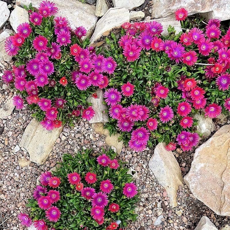  Granita® Raspberry Ice Plant