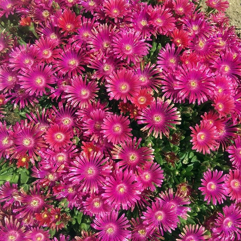  Granita® Raspberry Ice Plant