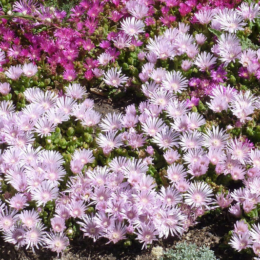  Lavender Ice Ice Plant