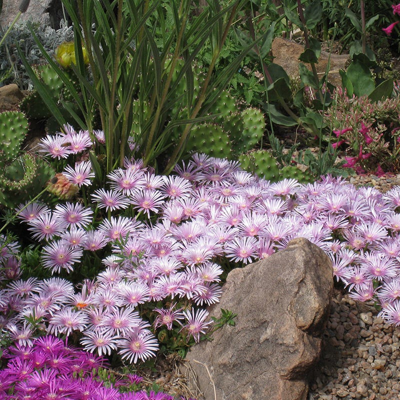  Lavender Ice Ice Plant