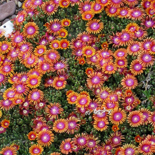  Fire Spinner® Ice Plant