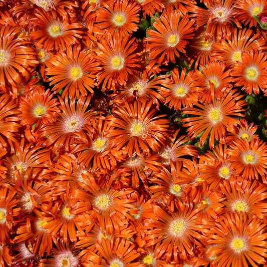  Granita® Orange Ice Plant