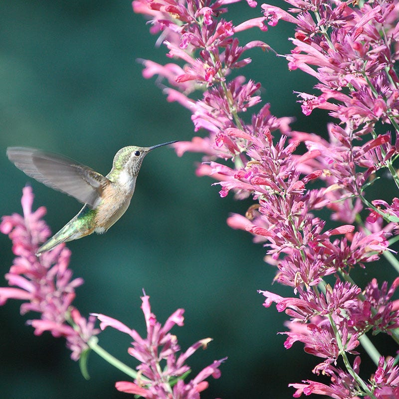  Autumn Magic Pollinator Collection