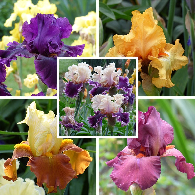 Desert Sky Bearded Iris Collection