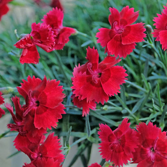  Star Single™ Fire Star Dianthus