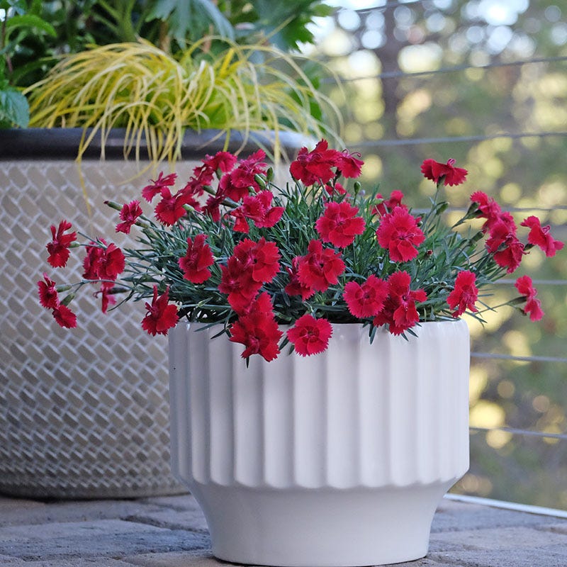  Star Single™ Fire Star Dianthus