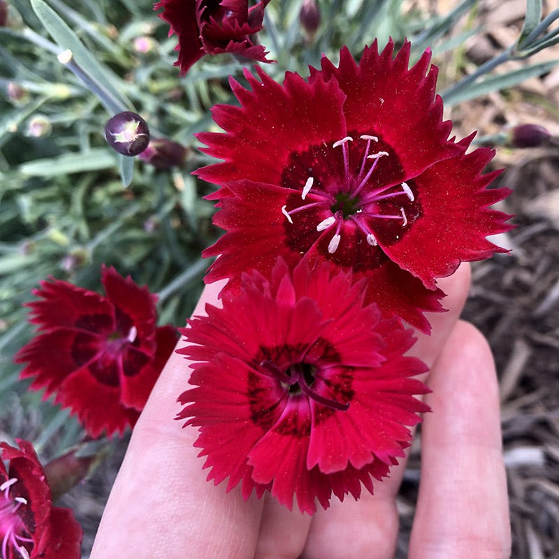  Star Single™ Fire Star Dianthus