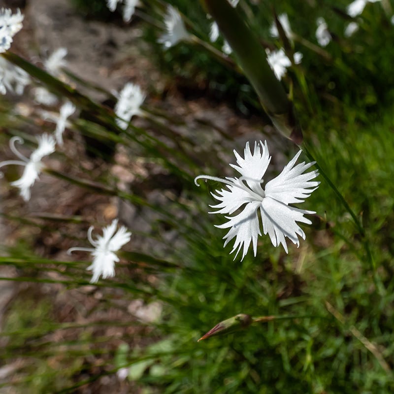  Fragrant Snowflake Dianthus