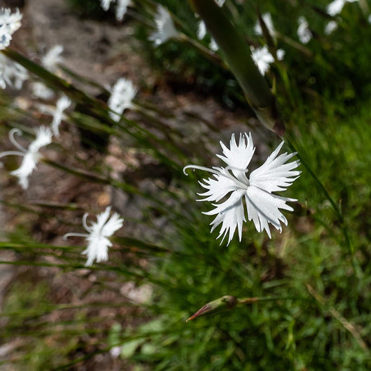  Fragrant Snowflake Dianthus
