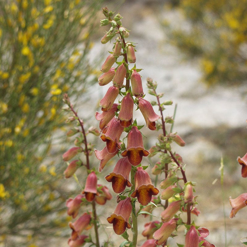  Sunset® Foxglove