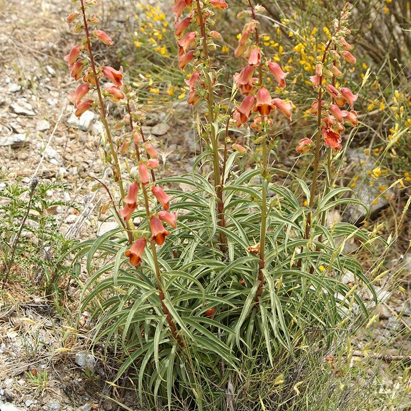  Sunset® Foxglove