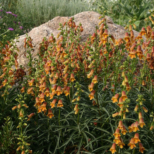  Sunset® Foxglove