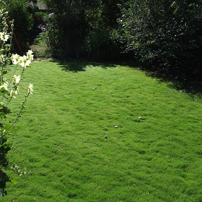  Dog Tuff™ Grass Plugs