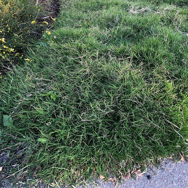  Dog Tuff™ Grass Plugs