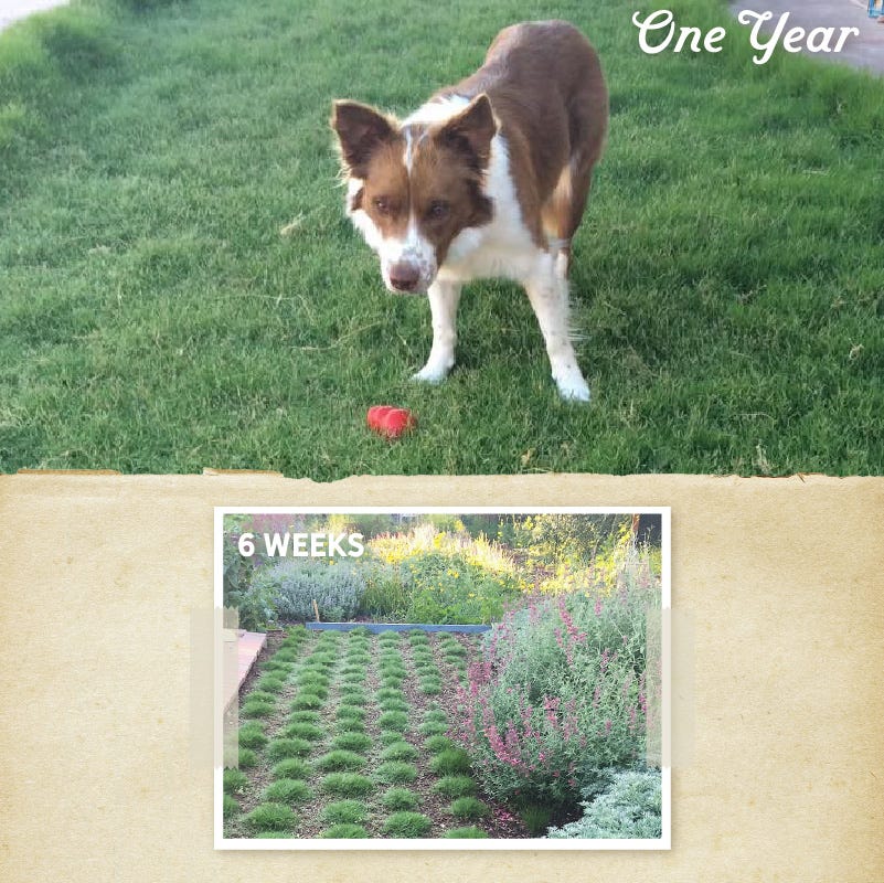  Dog Tuff™ Grass Plugs