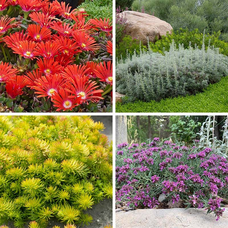  Drought Resistant Groundcover Collection