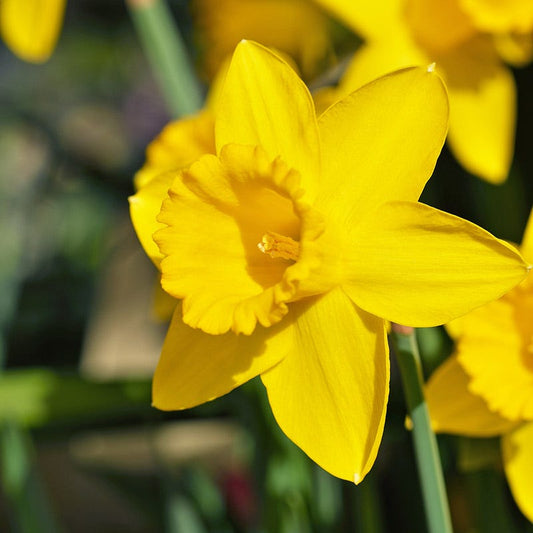  Dutch Master Trumpet Daffodil