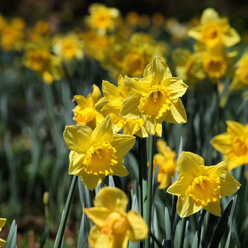  Dutch Master Trumpet Daffodil