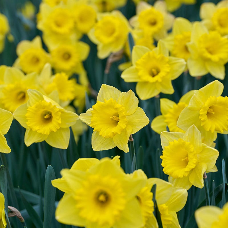  Dutch Master Trumpet Daffodil