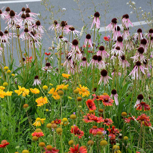  Eastern Xeriscape Wildflower Seed Mix