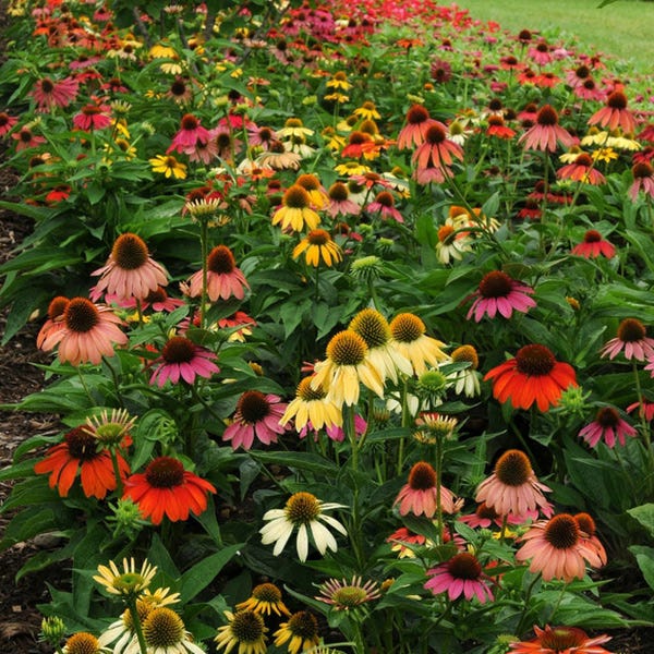  Cheyenne Spirit Echinacea