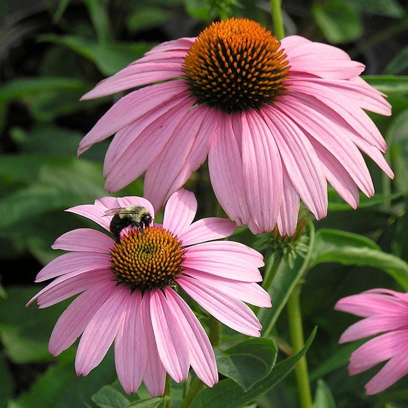  Magnus Echinacea