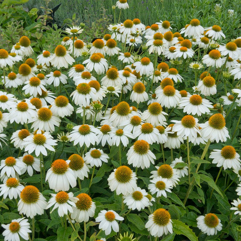  Butterfly Paradise Pre-Planned Cottage Garden