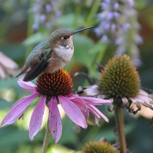  Echinacea Purpurea