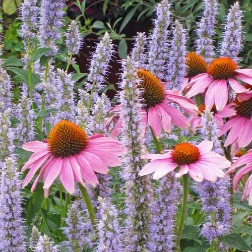  Echinacea Purpurea