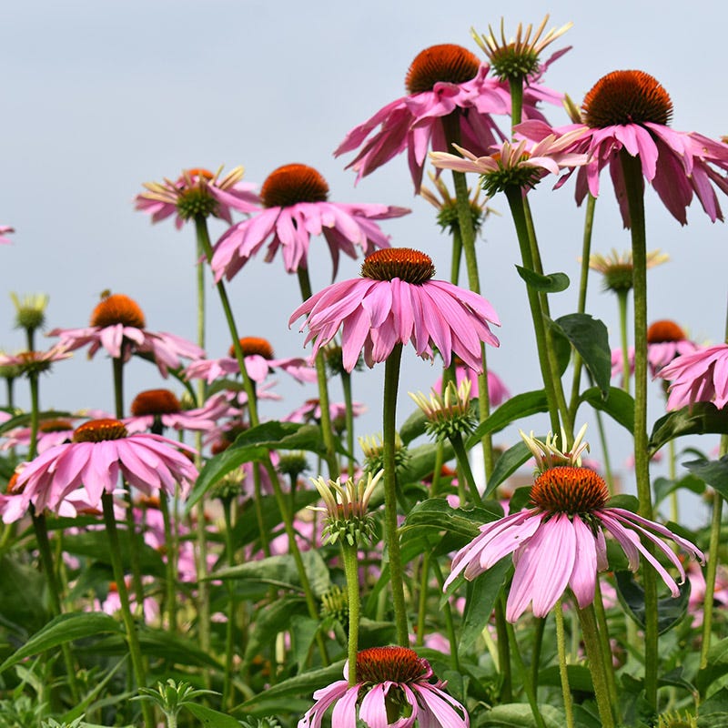  Magnus Echinacea