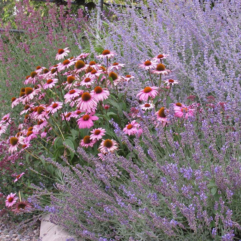 Magnus Echinacea