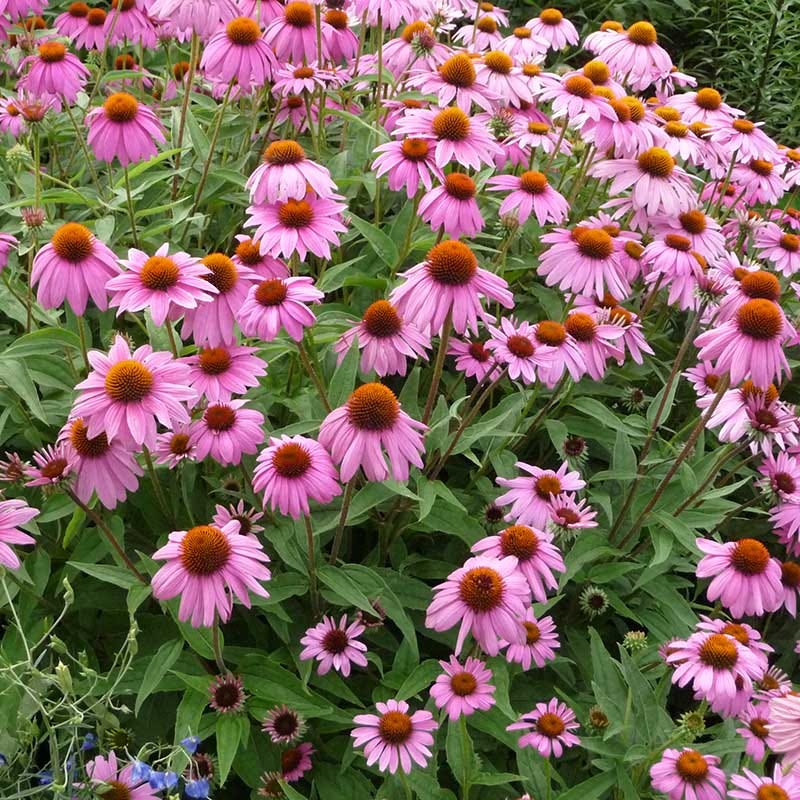  Echinacea Purpurea