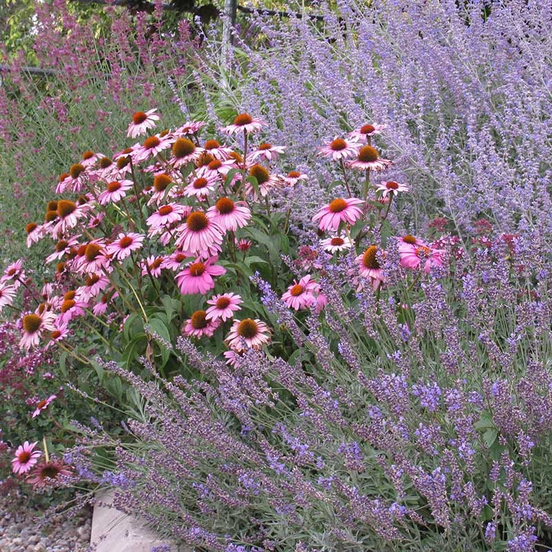 Echinacea Purpurea