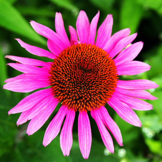  Ruby Star Echinacea