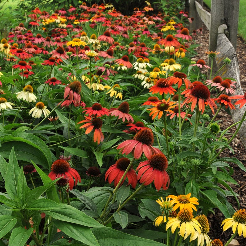  Cheyenne Spirit Echinacea