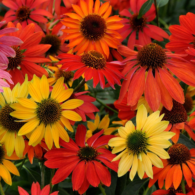  Cheyenne Spirit Echinacea