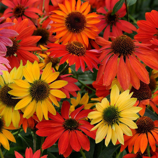  Cheyenne Spirit Echinacea