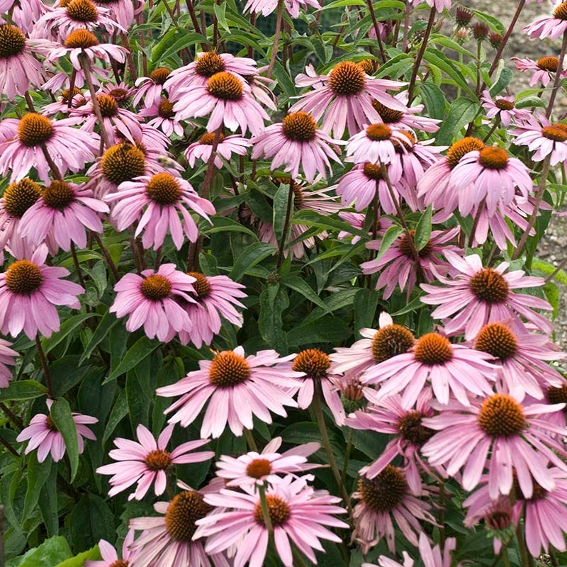  Magnus Echinacea