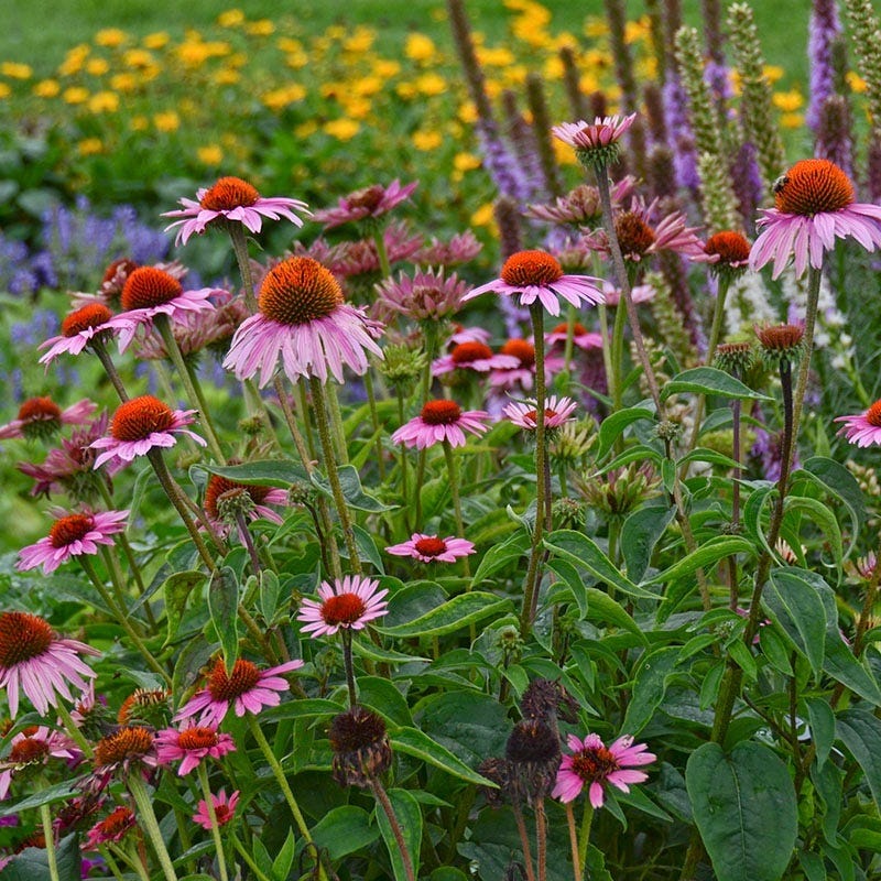  Magnus Echinacea