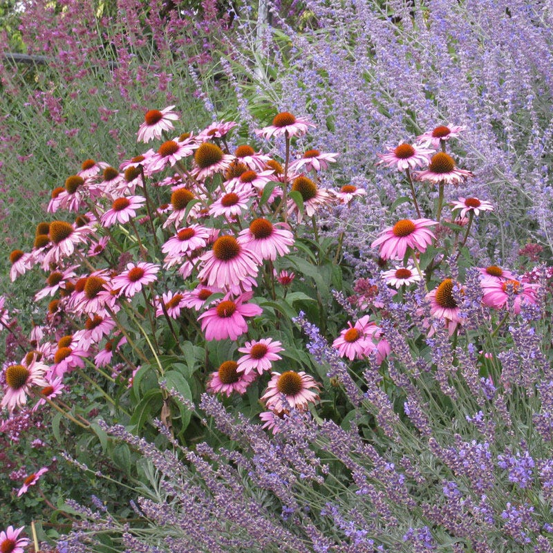  August Afternoons Pre-Planned Garden